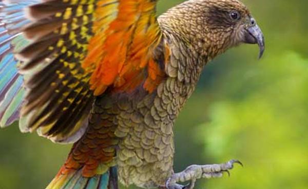 鹦鹉被认为是最聪明的鸟类之一,因为鹦鹉大脑结构奇特,众所周知的是