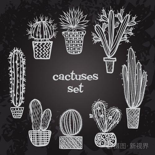 平的粉笔主板黑白插图的肉质植物,仙人掌在花盆里.
