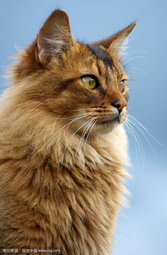 据说是1967年由纯种的阿比西尼亚猫突变产生出来的长毛猫,经过有计划