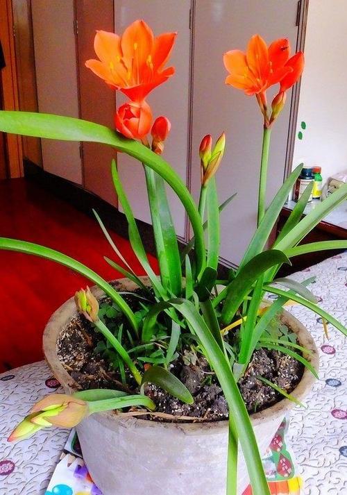 盆栽种植紫根兰的养护技巧,紫根兰养殖注意事项,和君子兰很相似