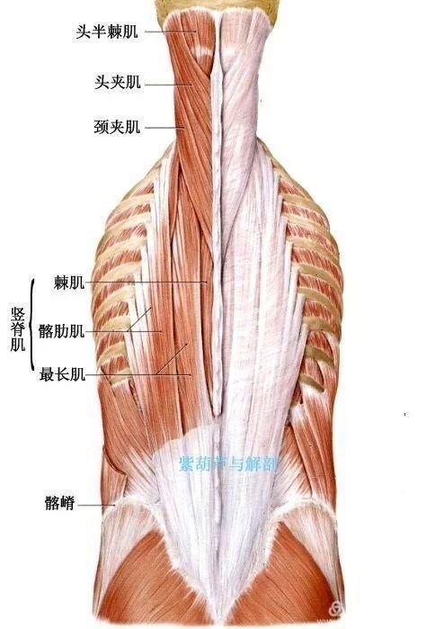 背部相关肌肉