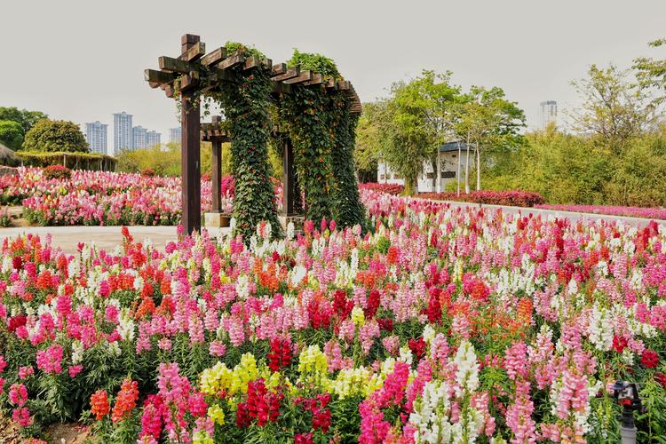 三月的园博苑花海怒放