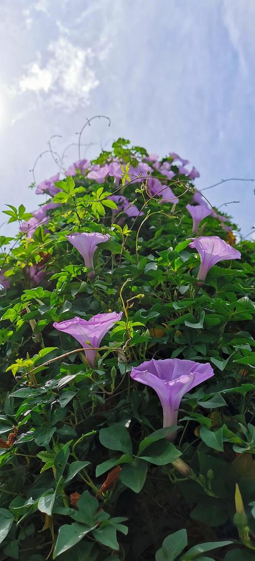 是五爪金龙,不是牵牛花