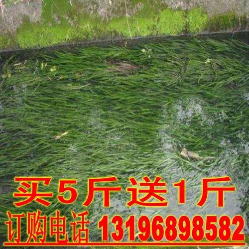 苦草种子鱼塘水草种子净化水质的小龙虾鱼蟹养殖水草籽四季包邮