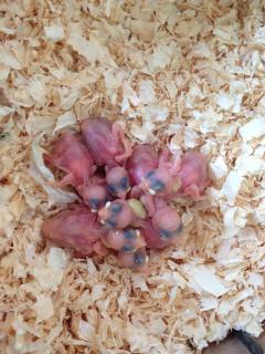 出售白文鸟幼鸟