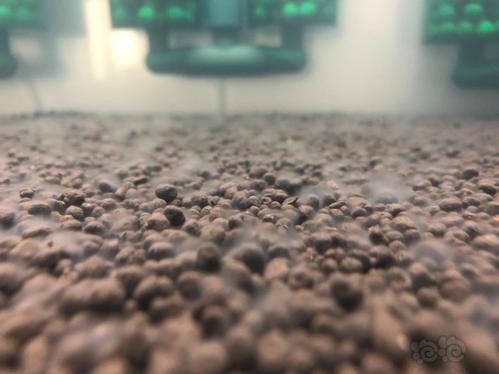 硝化细菌粉放多了好像