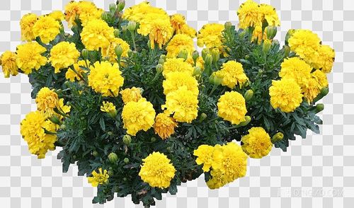 关键字: png大尺寸绿黄 灌木室外后期后期素材 孔雀草