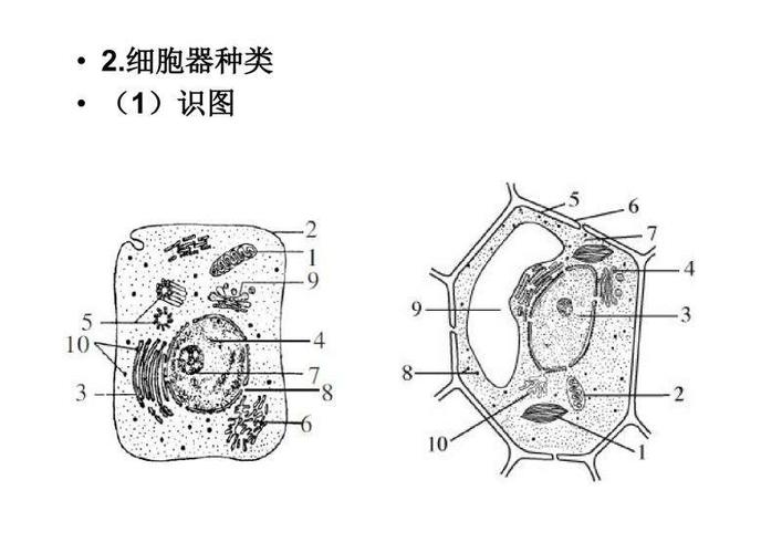细胞内各种细胞器的图形