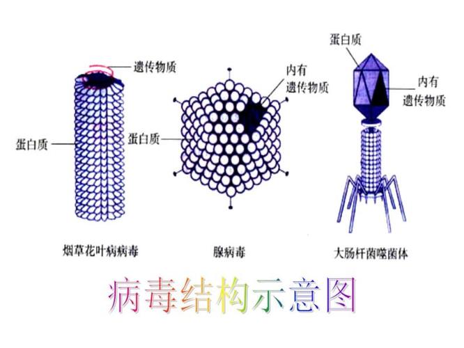 没有细胞结构,病毒结构示意图,病毒的生活,不能独立生活,禽流感病毒