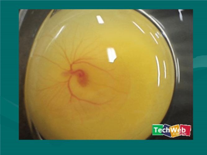 小鸡的孵化过程.ppt