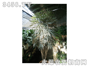 大连花卉-孔雀木
