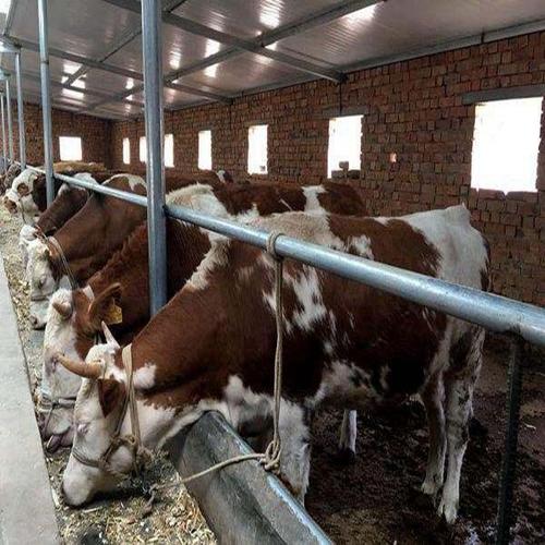 养殖大棚建设 -- 菏泽玉东温室