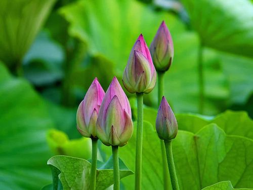 初夏荷美正当时