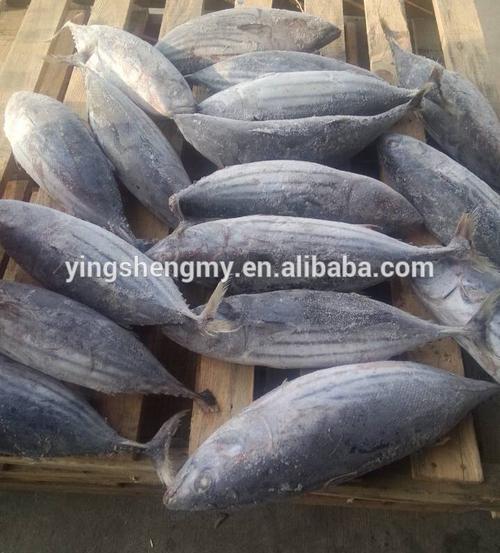 longline tuna fishing frozen skipjack tuna