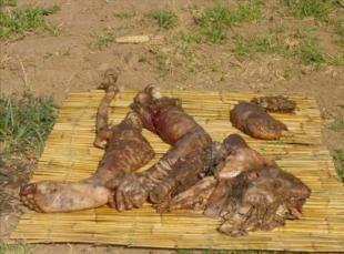 8米巨蟒:腹中发现整只成年鹿(组图)