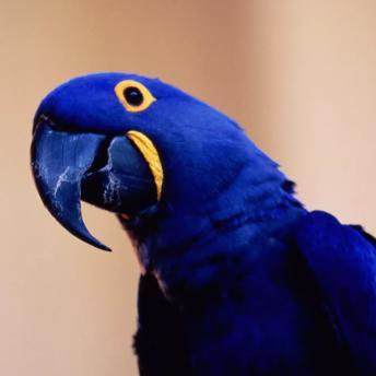 八种公认的颜色最鲜艳的鹦鹉,养不了云吸鸟!