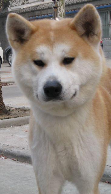 哪位大哥大姐有八公犬的图片!