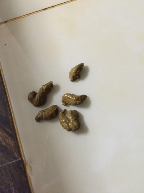 最后到粑粑中带血.第二天还是.第三天去医院.不是细小.开了药.吃了三