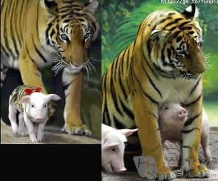 虎毒不食猪宝宝:小猪披上虎皮享受虎妈妈母爱