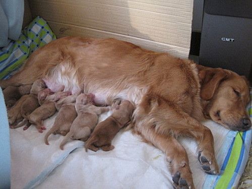 真实写真—金毛宝宝出生及成长
