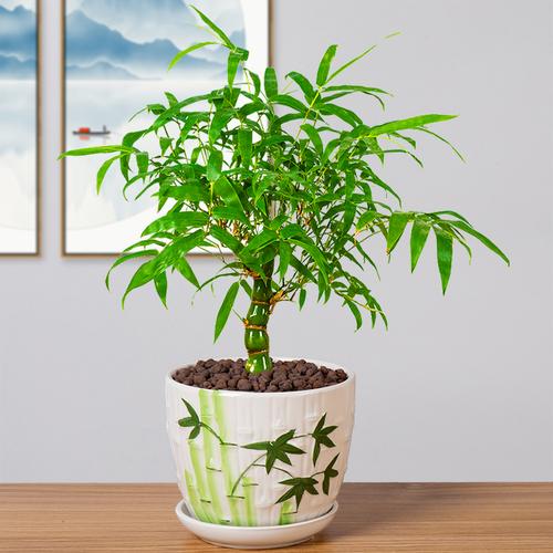 佛肚竹盆栽小竹子植物室内佛竹小型矮化客厅好养观赏竹罗汉竹盆景