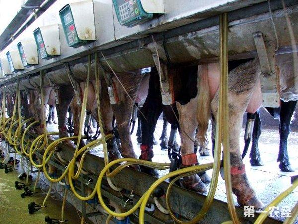 如何为奶牛制定产奶计划?