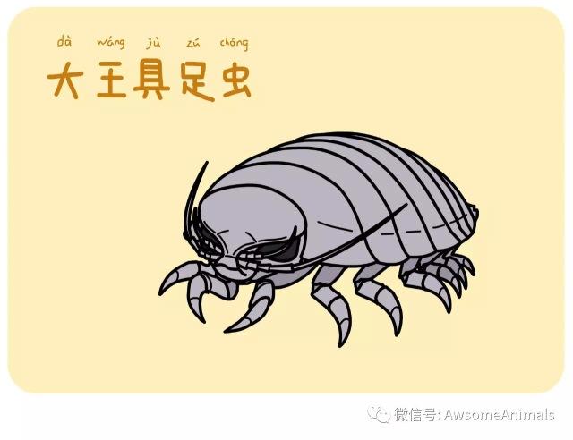 【伟大的动物们】大王具足虫 | 第48期 2019年11月21日