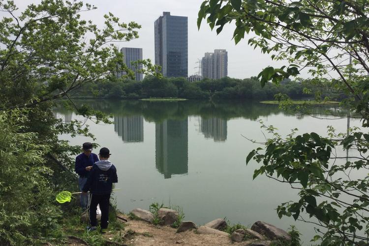其它 九龙湖 写美篇 九龙湖湿地公园       位于南京市江宁区,面积14