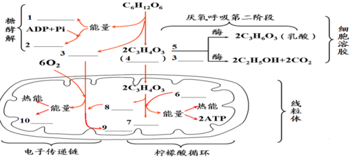 2012—2013年度高三生物题型分析(细胞代谢—细胞呼吸)