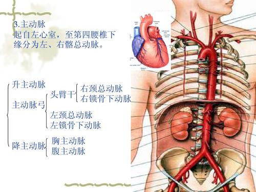 纵隔【人体解剖】ppt