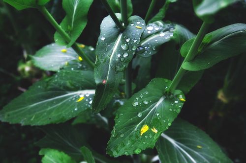 油菜花叶瓣