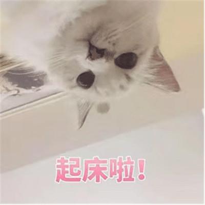 可爱猫咪起床表情包兔图片