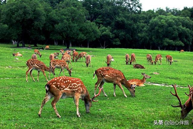 哈尔滨网红景点--平山神鹿风景区,林深时你见鹿了吗?-神鹿