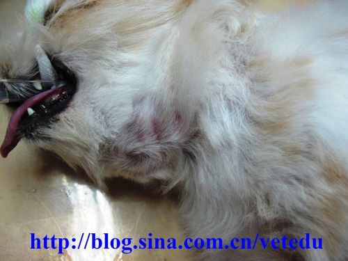 犬颌下腺囊肿切除术病例报道