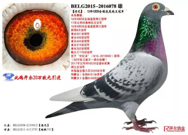 丹尼:kbdb全国速度鸽王冠军