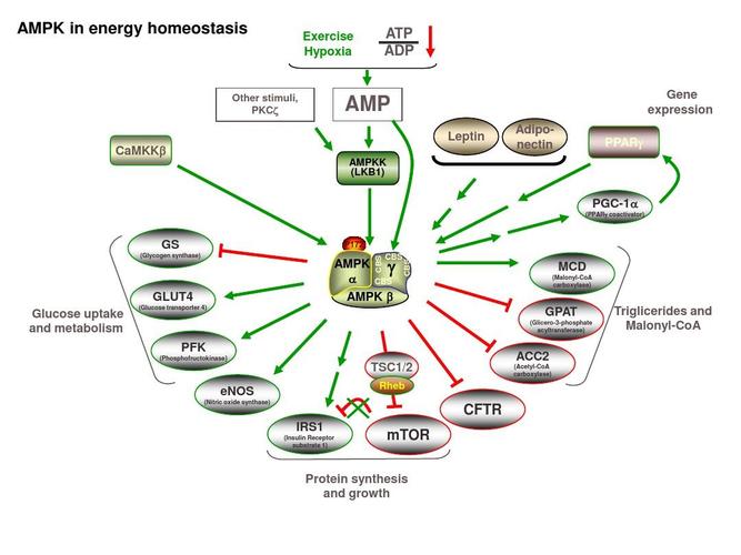 ampk_in_energy_homeostasis