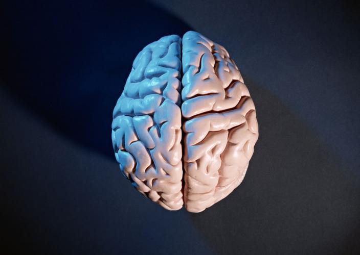 人大脑模型图片第3张