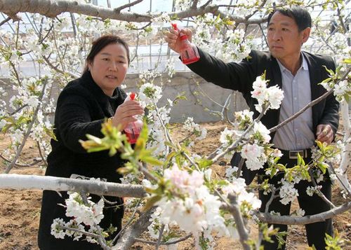 樱桃树怎样授粉