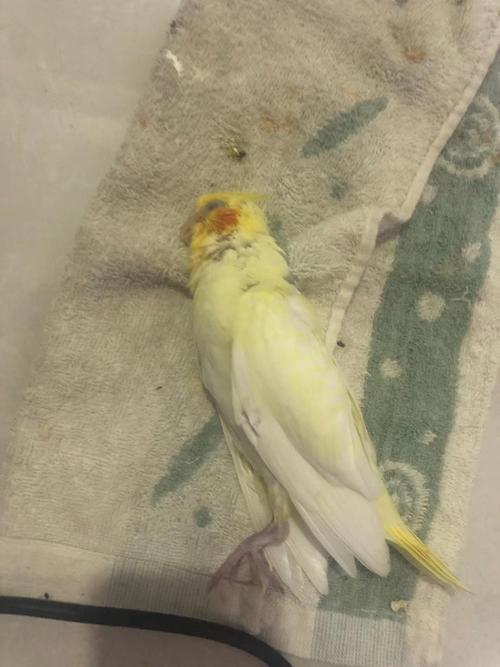 玄凤鹦鹉突然死了怎么回事?