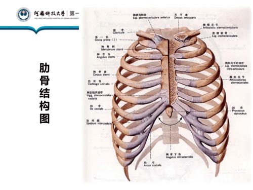 肋骨骨折病人的护理措施31772【一类严选】