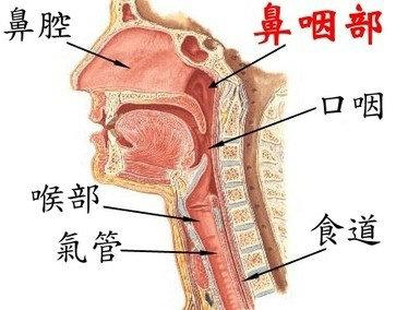 镜中所见与实体位置左右相反,故称为间接鼻咽镜,用于检查鼻咽部及鼻后