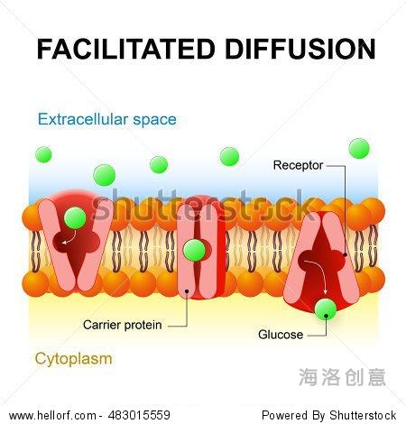 facilitated diffusion or facilitated transport or