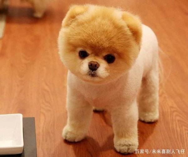 你家狗狗颜值高吗
