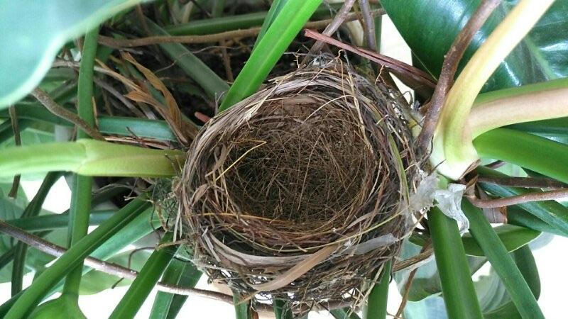 白头鹎观察日记