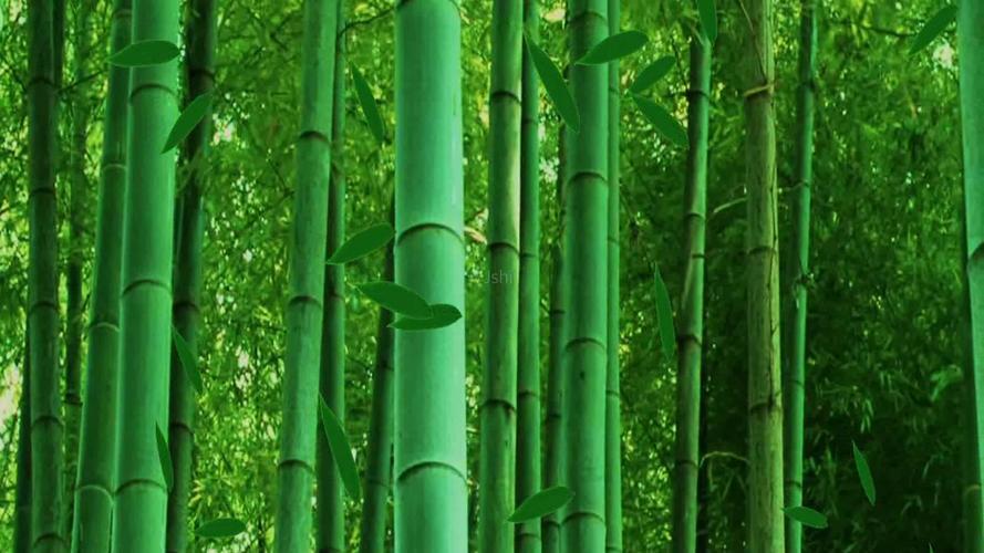 瑜伽舞蹈竹子背景