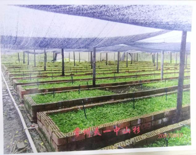 中山杉扦插苗床1