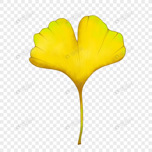 手绘卡通银杏叶片