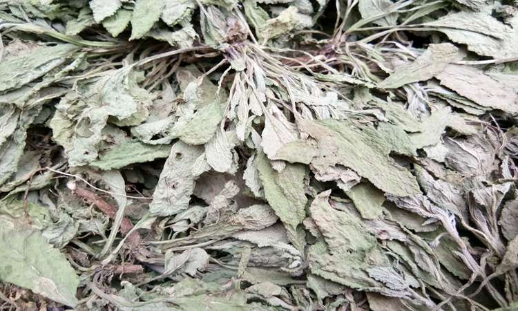 蛤蟆草野生现挖自然晒干带根整棵癞涂皮荔枝草500g养咽护咽包邮