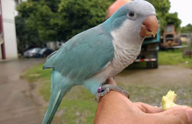 广东男子饲养和尚鹦鹉被抓,中国能养