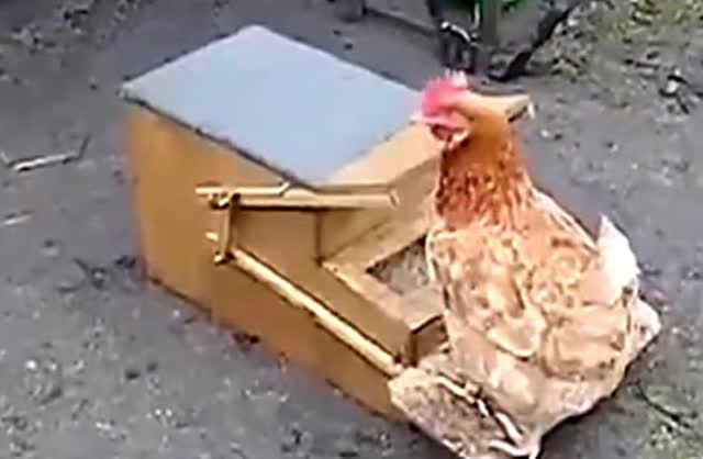 科技奇趣 牛人自制喂鸡神器 再也不担心食物乱撒一地了